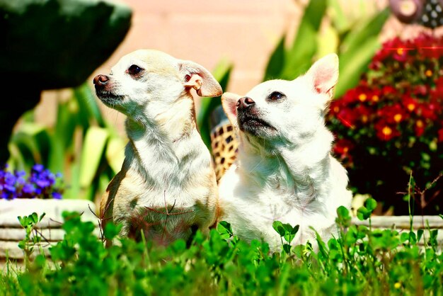 写真 草の上での犬のクローズアップ