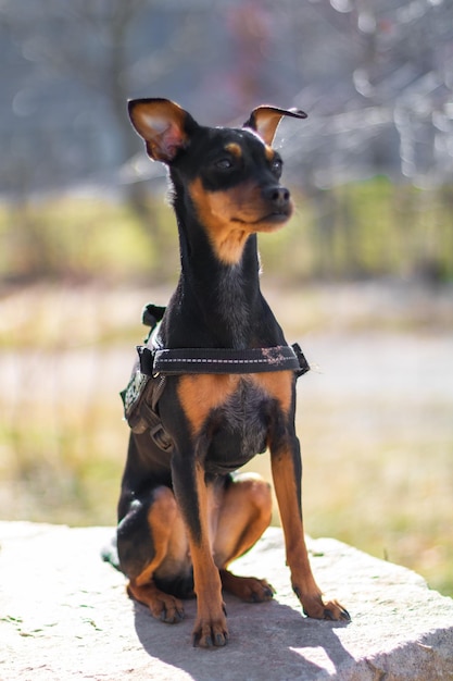 写真 通りの犬のクローズアップ