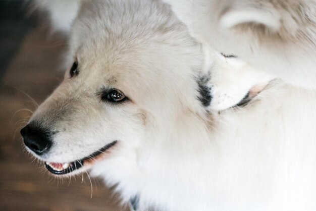 写真 犬のクローズアップ