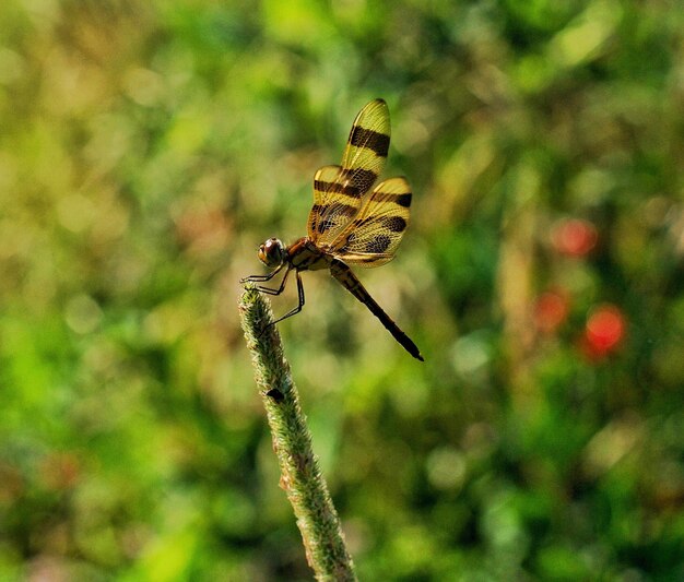 写真 花の上の龍<unk>のクローズアップ