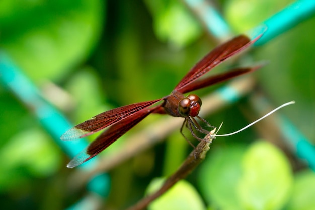 写真 植物上のドラゴンフライのクローズアップ