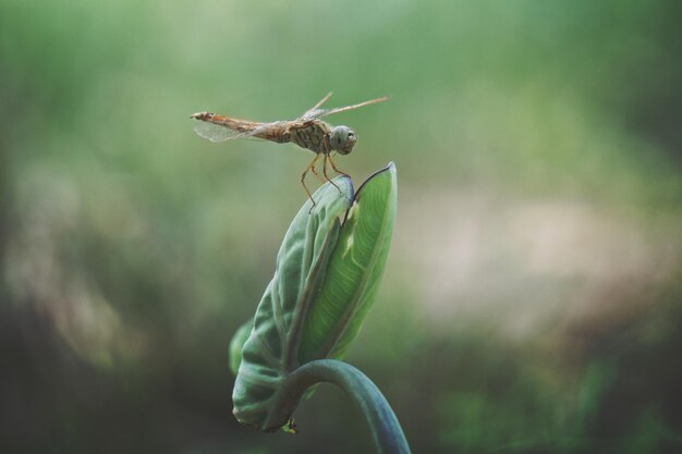 写真 植物上のドラゴンフライのクローズアップ