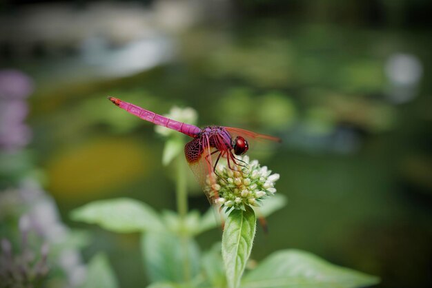 写真 花に授粉するドラゴンフライのクローズアップ