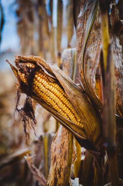 写真 乾燥した畑のトウモロコシがトウモローコシの茎に近づいている