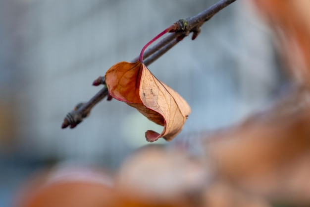 写真 植物の乾燥した葉のクローズアップ