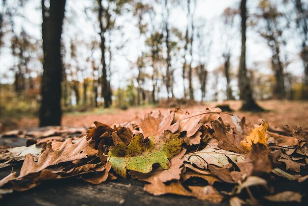 写真 森の木の幹の乾いた葉のクローズアップ