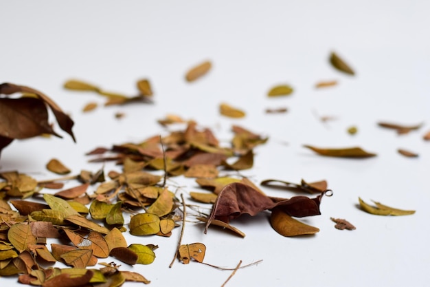 写真 白い背景の上に乾いた葉のクローズアップ