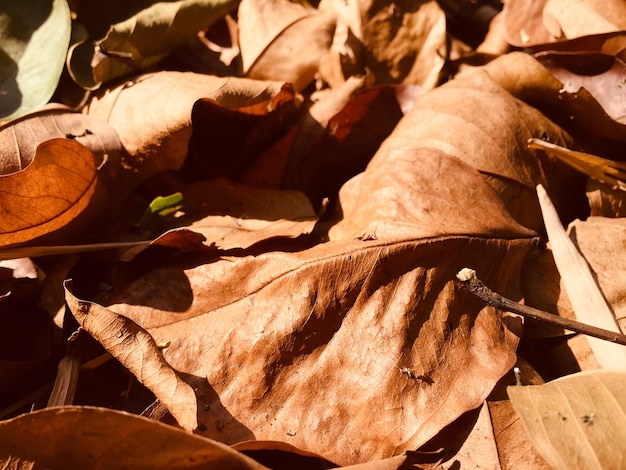 写真 乾燥した葉のクローズアップ