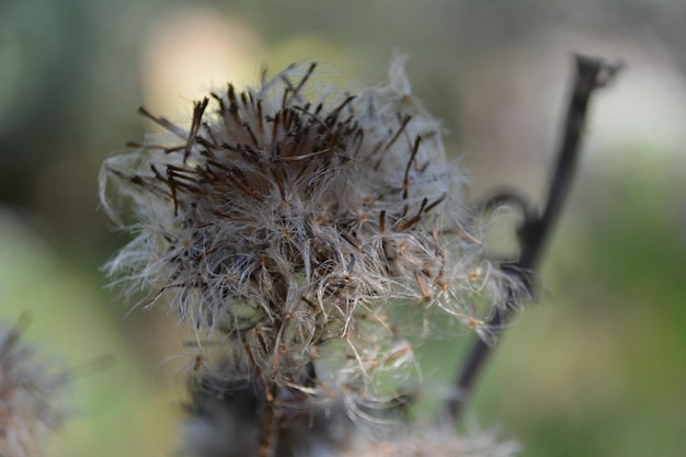 写真 畑で乾燥した植物のクローズアップ