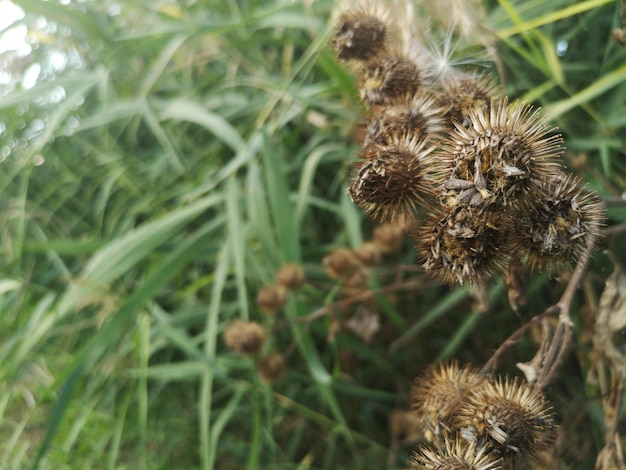 写真 畑で乾燥した植物のクローズアップ