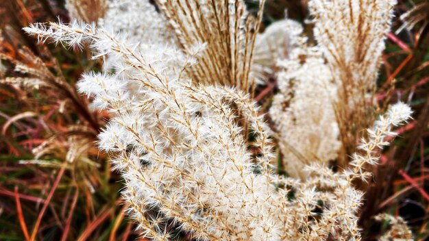 写真 畑で乾燥した植物のクローズアップ