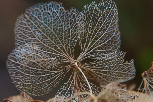 写真 乾燥した植物のクローズアップ