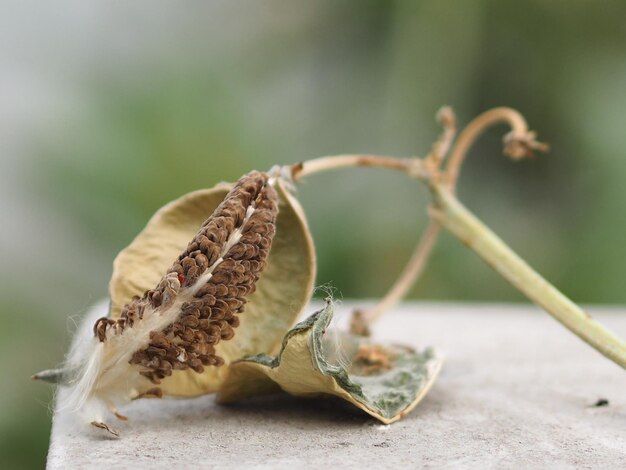 写真 乾燥した植物のクローズアップ