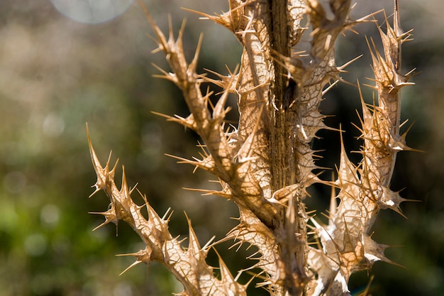 写真 乾燥した植物のクローズアップ