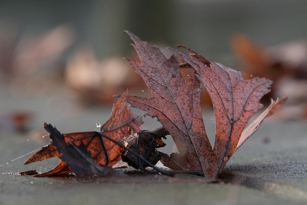 사진 건조 한 가을 잎 의 클로즈업