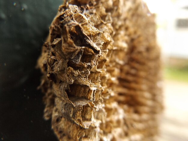 写真 乾燥したミツバチの巣のクローズアップ