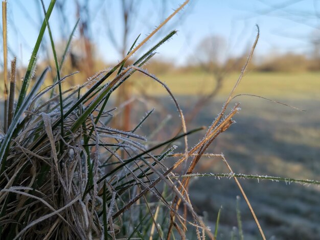 Фото Близкий взгляд на сухую траву на поле