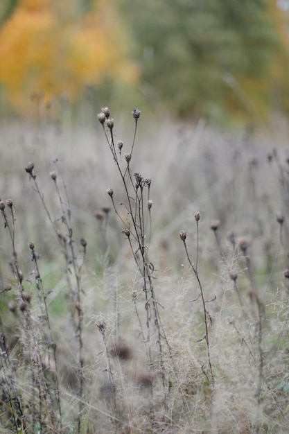 Фото Ближайший вид сухой травы с колючками на размытом многоцветном естественном осеннем фоне осенний баннер мягкий
