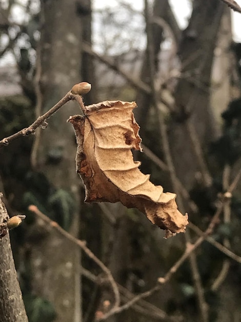 写真 ぼんやりした背景に乾いた葉のクローズアップ