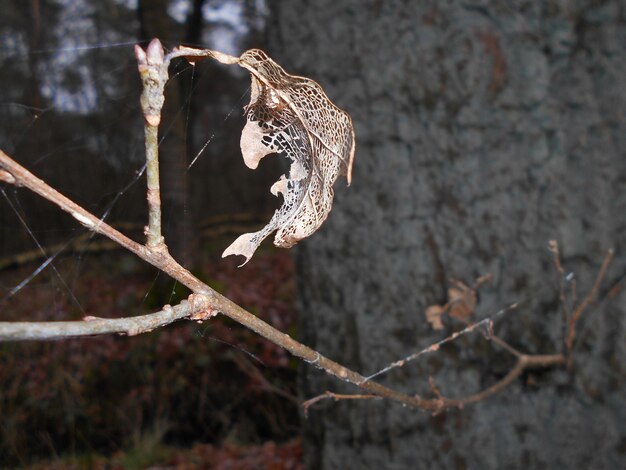 写真 岩によって乾いた葉のクローズアップ