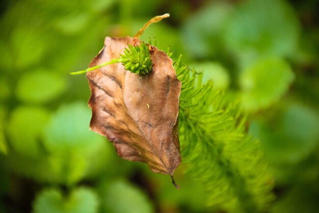 写真 秋の植物の乾いた葉のクローズアップ