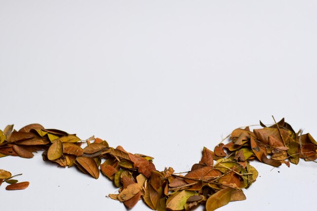 Фото Близкий план сухих листьев на белом фоне
