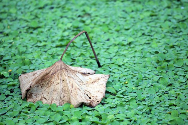 写真 畑の乾いた葉のクローズアップ