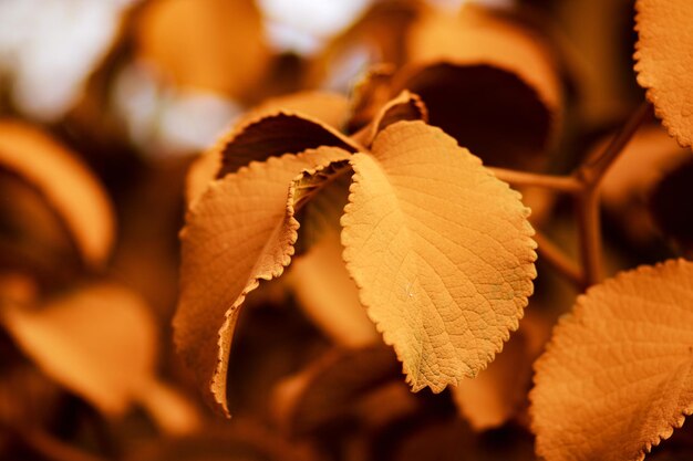 写真 植物の乾いた葉のクローズアップ