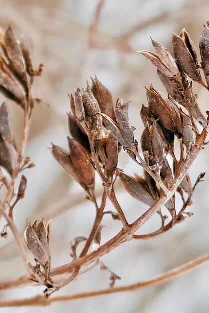 写真 植物の乾いた葉のクローズアップ