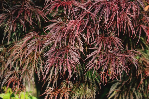 写真 植物の乾いた葉のクローズアップ