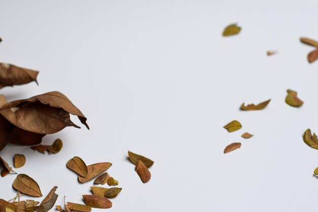 Фото Близкий план сухих листьев на белом фоне