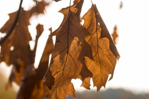 写真 樹上 の 乾いた メープル の 葉 の クローズアップ