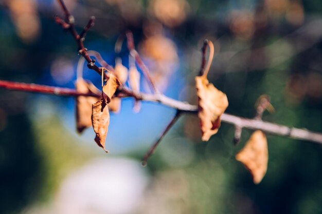 写真 秋の乾燥した植物のクローズアップ