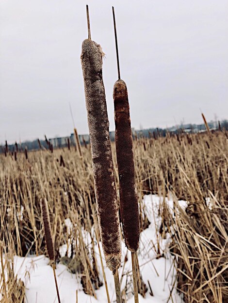 写真 空を背景に畑の乾燥した植物のクローズアップ