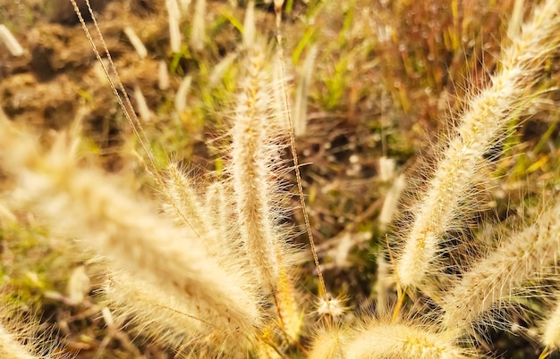 写真 畑の乾燥した植物のクローズアップ