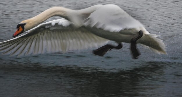 写真 湖中のアヒルのクローズアップ