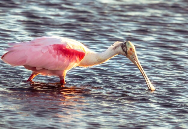 写真 湖のアヒルのクローズアップ