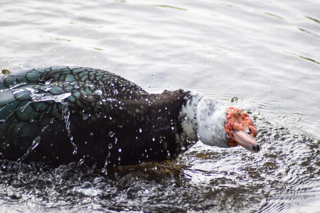 写真 湖で泳ぐアヒルのクローズアップ