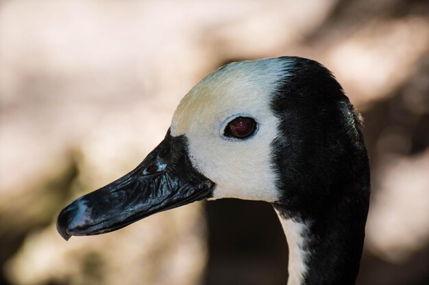 写真 アヒルのクローズアップ