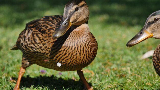 写真 草の上にあるアヒルのクローズアップ