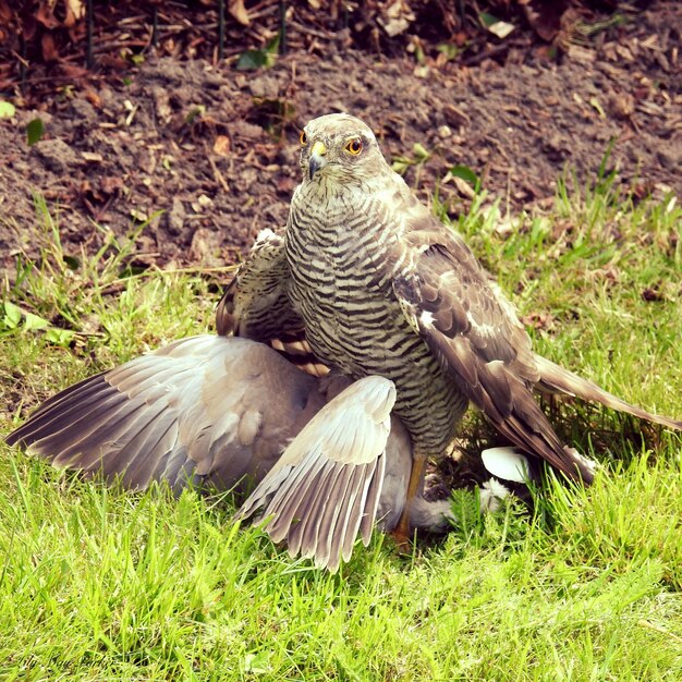 写真 草の中を飛ぶ鷹のクローズアップ