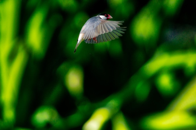 写真 鷹の飛行のクローズアップ