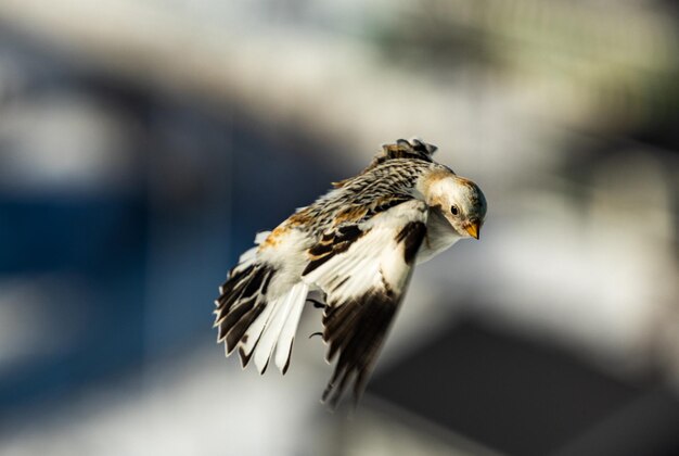 写真 鷹の飛行のクローズアップ