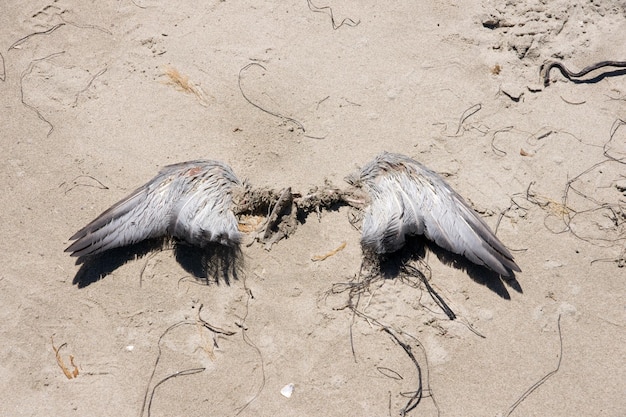 写真 砂上の鷹のクローズアップ