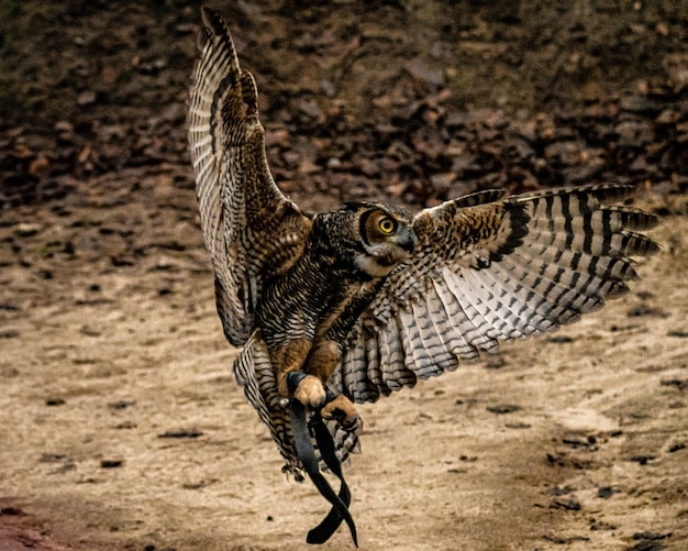 写真 ビーチに着陸するオオカミのクローズアップ