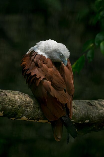 Фото Близкий план орла, спящего на ветви