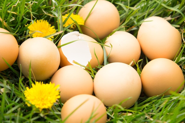 Фото Крупный план яиц на травяном поле