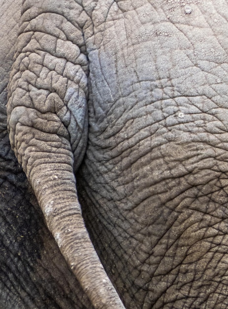 写真 動物園のゾウのクローズアップ