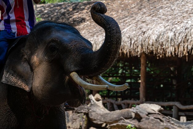 写真 動物園のゾウのクローズアップ