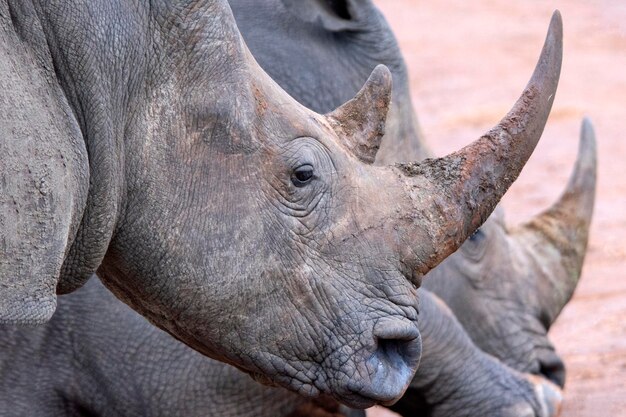 写真 動物園のゾウのクローズアップ